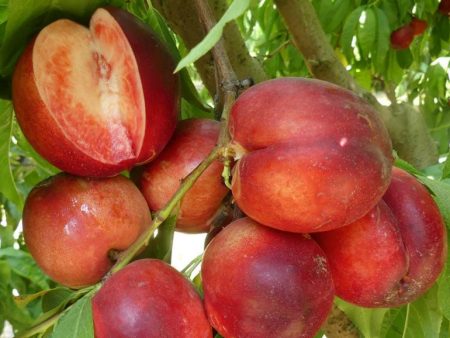 Arctic Glo White Nectarine Tree Online Sale