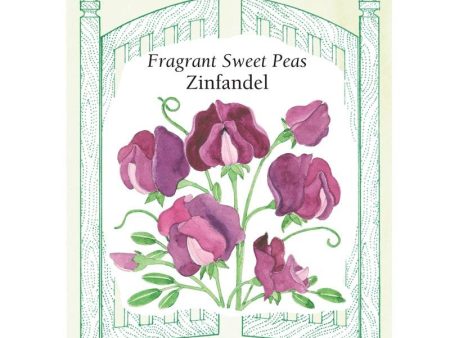 Zinfandel Sweet Pea Flower Seeds For Cheap