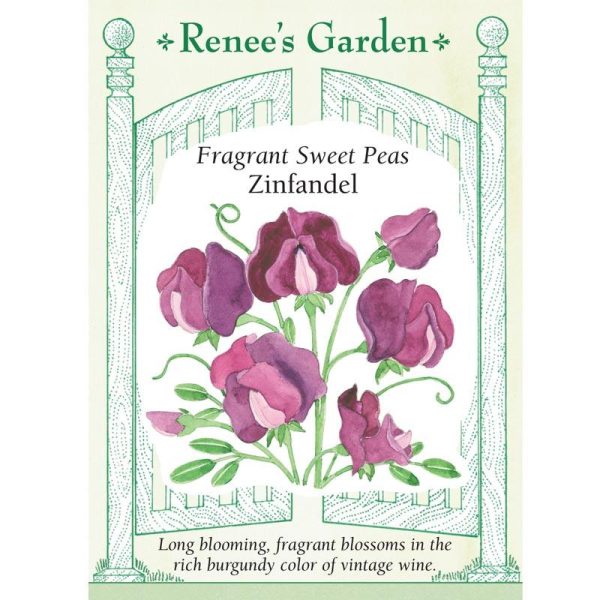 Zinfandel Sweet Pea Flower Seeds For Cheap