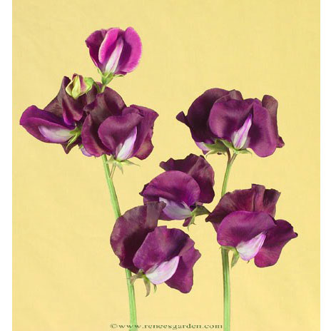 Zinfandel Sweet Pea Flower Seeds For Cheap