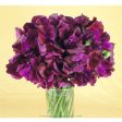 Zinfandel Sweet Pea Flower Seeds For Cheap