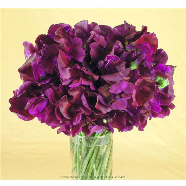 Zinfandel Sweet Pea Flower Seeds For Cheap